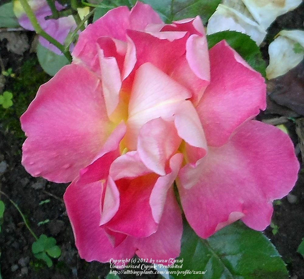 Photo of Rose (Rosa 'Reveil Dijonnais') uploaded by zuzu