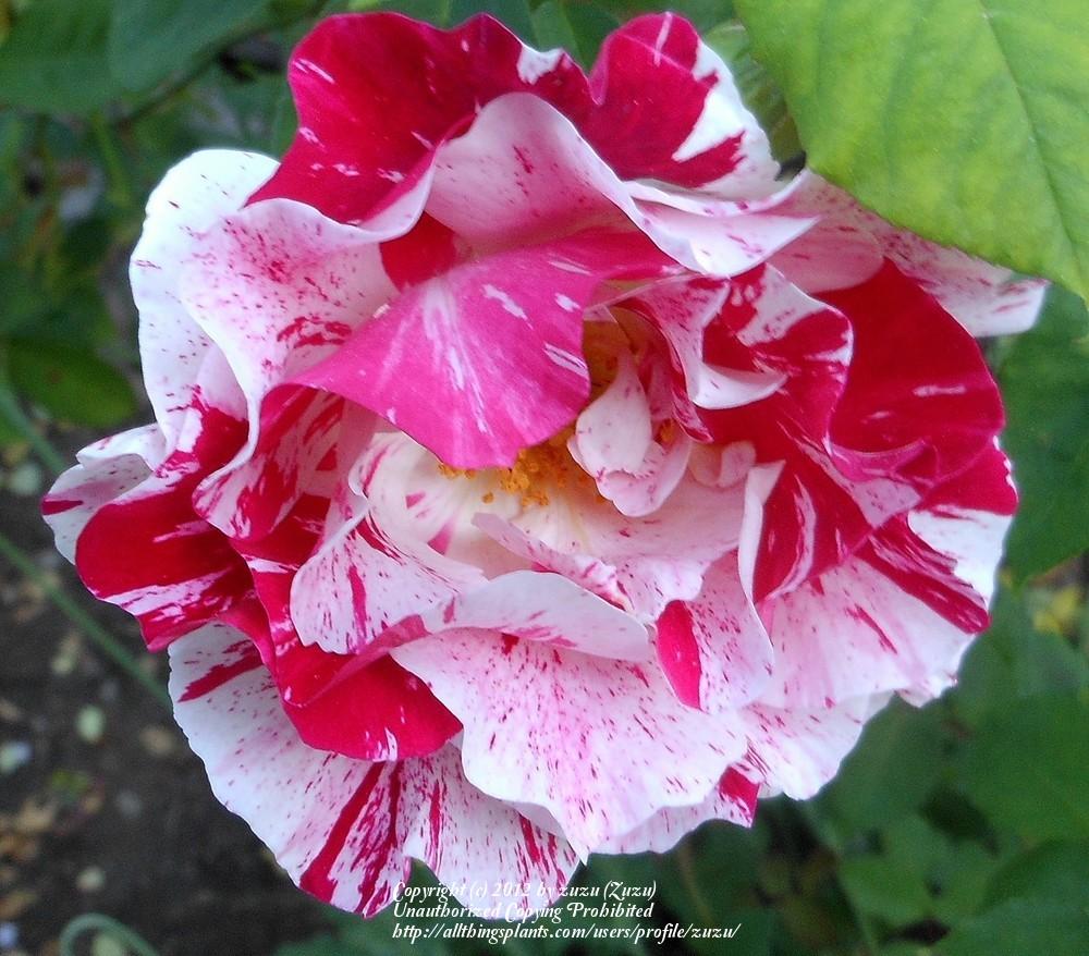 Photo of Rose (Rosa 'Peppermint Delight') uploaded by zuzu