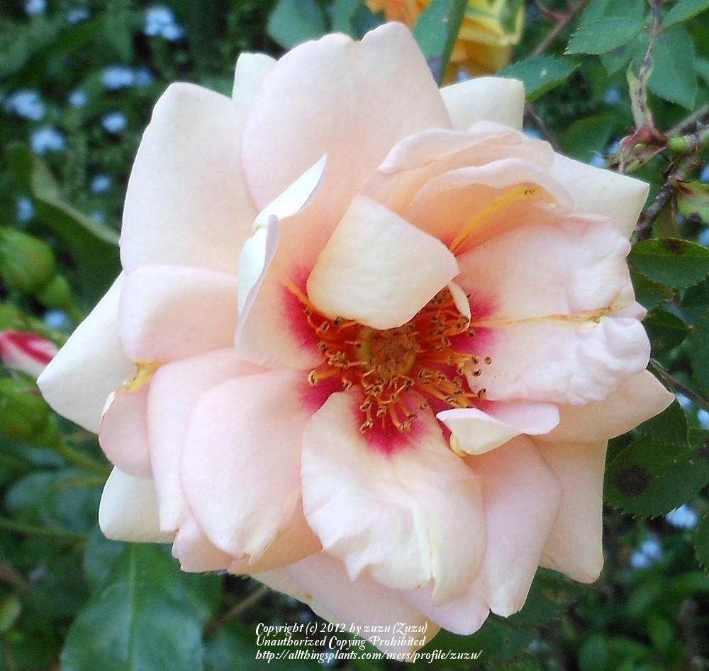 Photo of Rose (Rosa 'Persian Peach') uploaded by zuzu