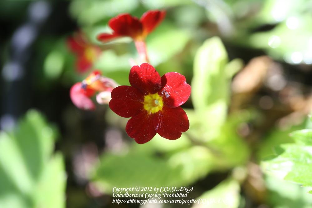 Photo of Primrose (Primula 'Little Egypt') uploaded by CLUSIANA