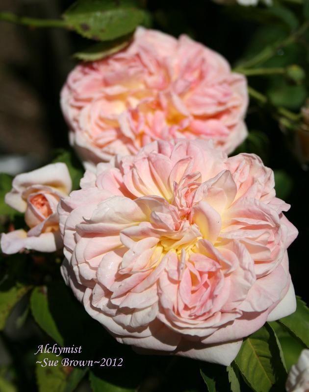 Photo of Rose (Rosa 'Alchymist') uploaded by Calif_Sue