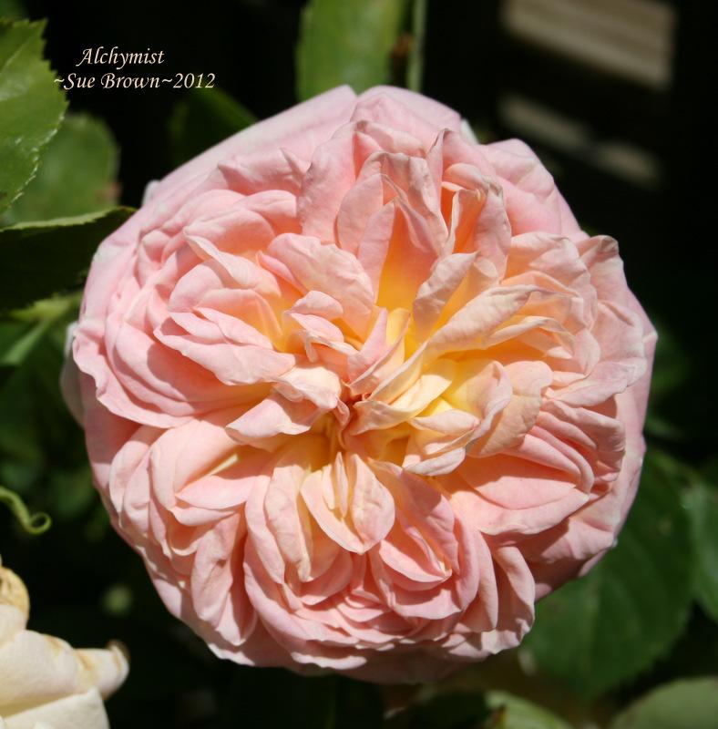 Photo of Rose (Rosa 'Alchymist') uploaded by Calif_Sue