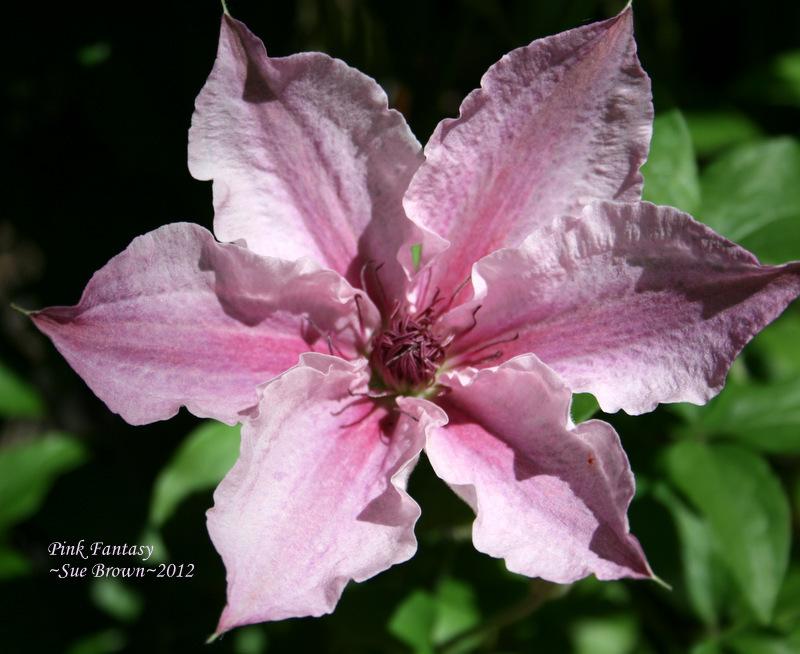 Photo of Clematis 'Pink Fantasy' uploaded by Calif_Sue