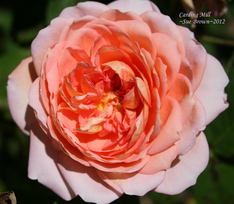 Photo of Rose (Rosa 'Carding Mill') uploaded by Calif_Sue