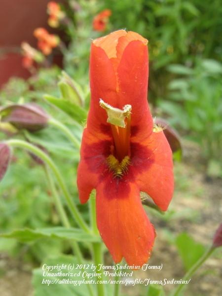 Photo of Scarlet Monkey Flower (Erythranthe cardinalis) uploaded by JonnaSudenius