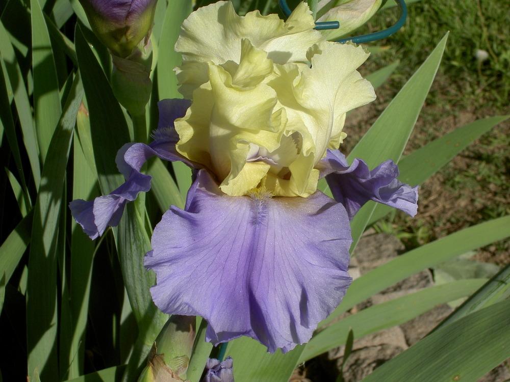 Photo of Tall Bearded Iris (Iris 'Haut les Voiles') uploaded by Muddymitts