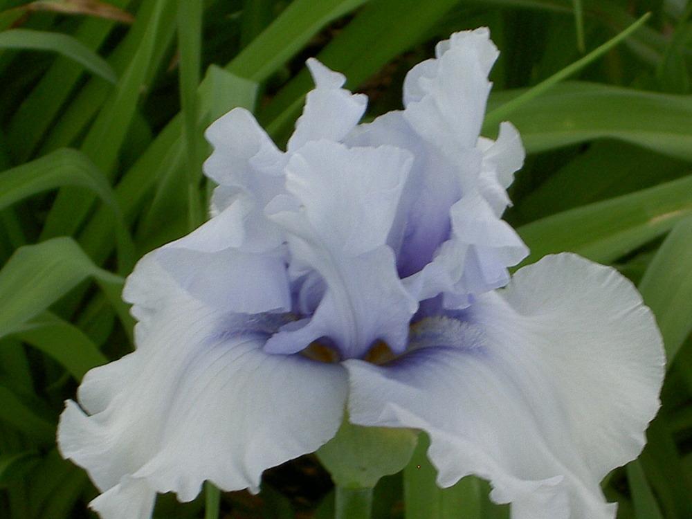 Photo of Tall Bearded Iris (Iris 'Winter Waltz') uploaded by Muddymitts
