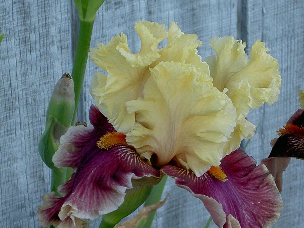Photo of Tall Bearded Iris (Iris 'Decadence') uploaded by Muddymitts