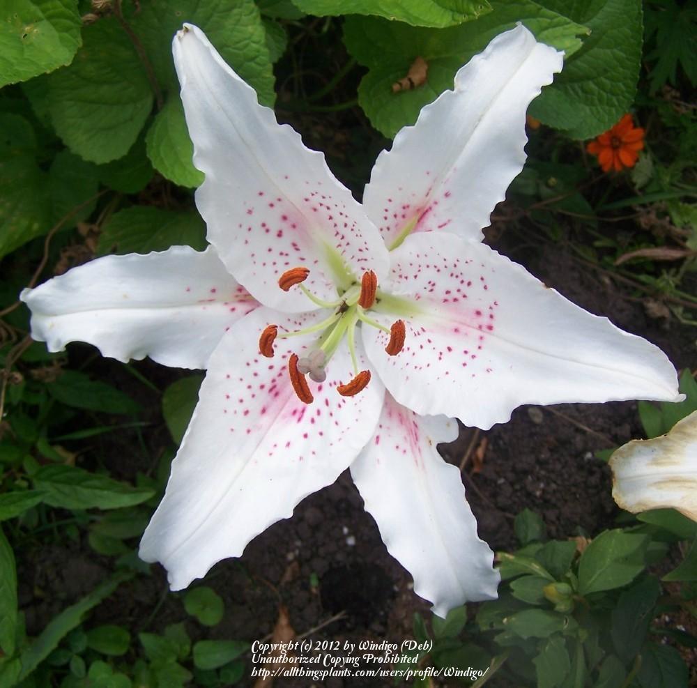 Photo of Oriental Lily (Lilium 'Muscadet') uploaded by Windigo