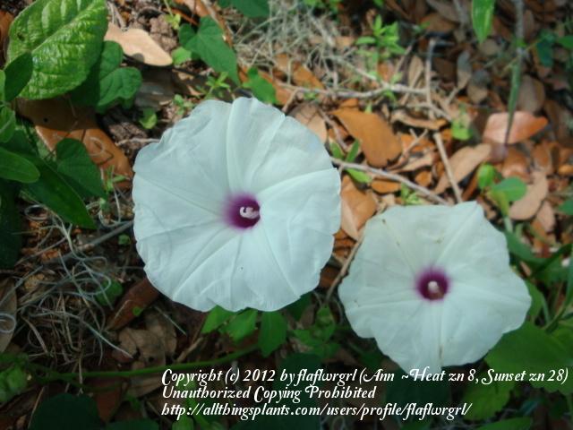 Photo of Man of the earth (Ipomoea pandurata) uploaded by flaflwrgrl