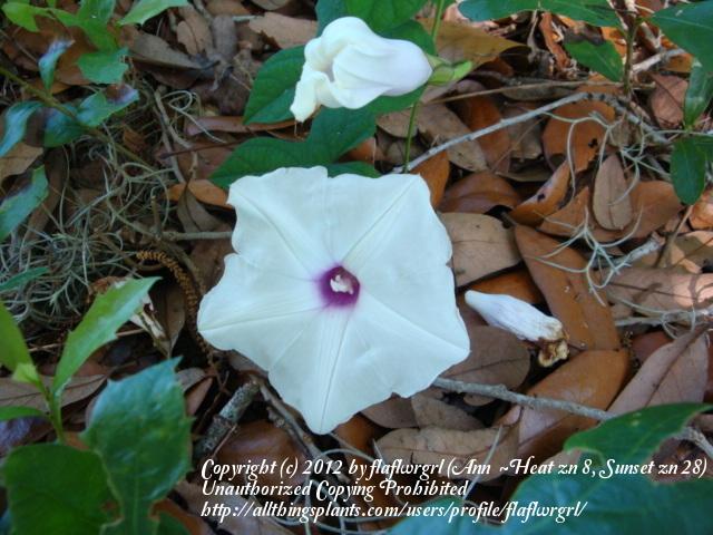 Photo of Man of the earth (Ipomoea pandurata) uploaded by flaflwrgrl