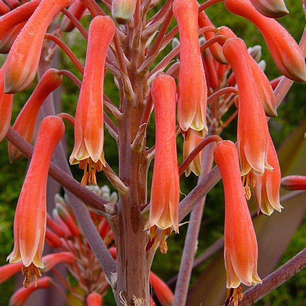 Photo of Soap Aloe (Aloe maculata) uploaded by krancmm