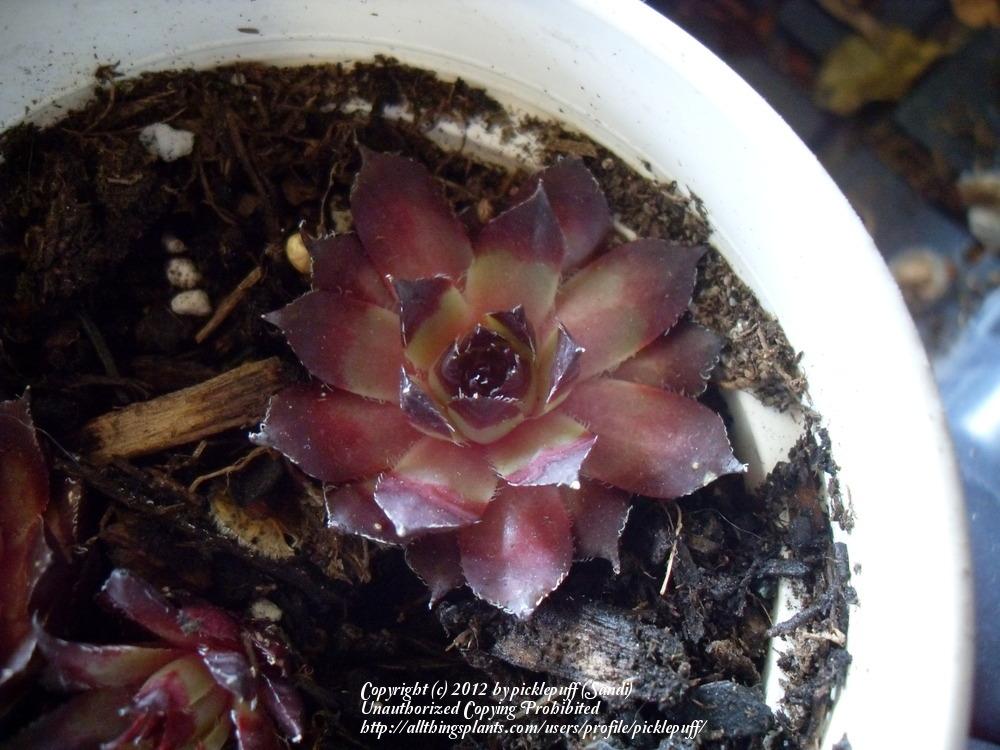 Photo of Hen and Chicks (Sempervivum 'Nachtmelodie') uploaded by picklepuff
