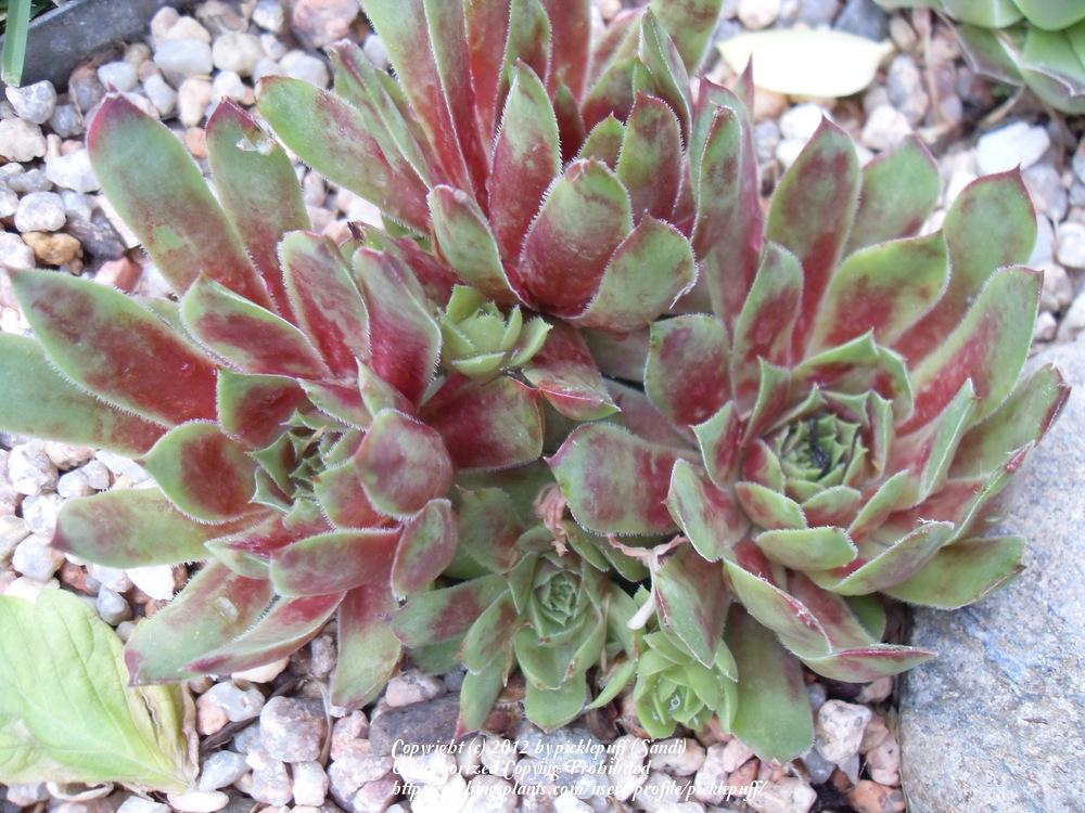 Photo of Hen and Chicks (Sempervivum 'Mulberry Wine') uploaded by picklepuff