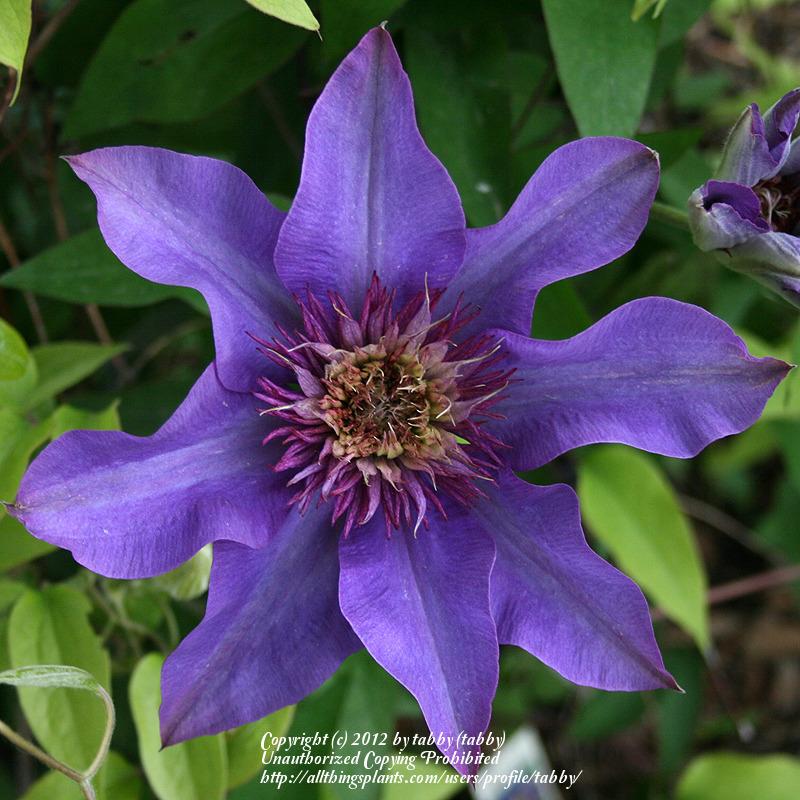 Photo of Clematis 'Multi Blue' uploaded by tabby