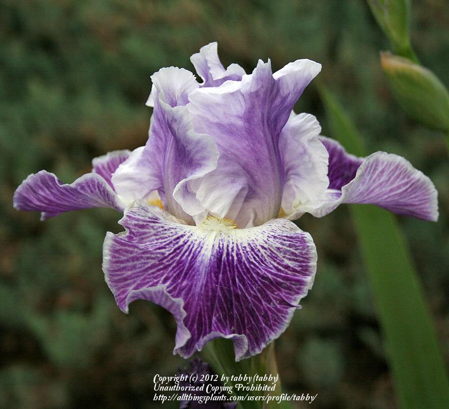 Photo of Tall Bearded Iris (Iris 'Telepathy') uploaded by tabby