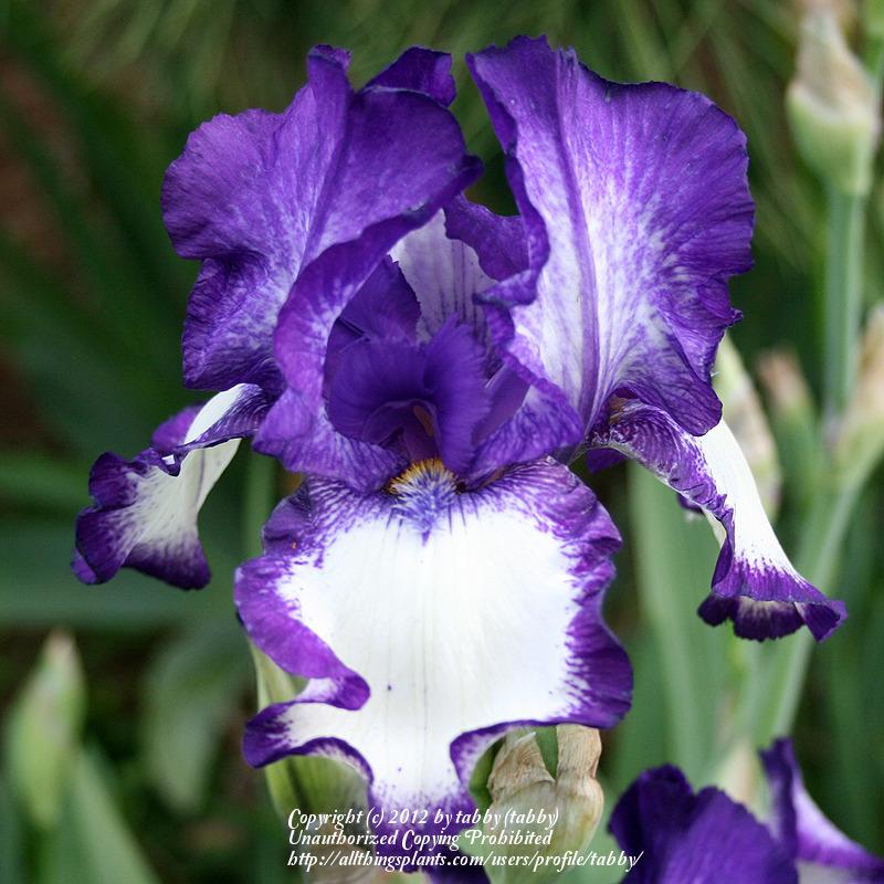 Photo of Tall Bearded Iris (Iris 'Stepping Out') uploaded by tabby