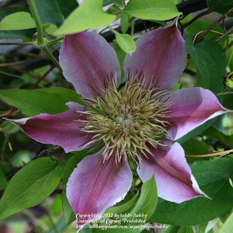 Photo of Clematis Empress™ uploaded by tabby