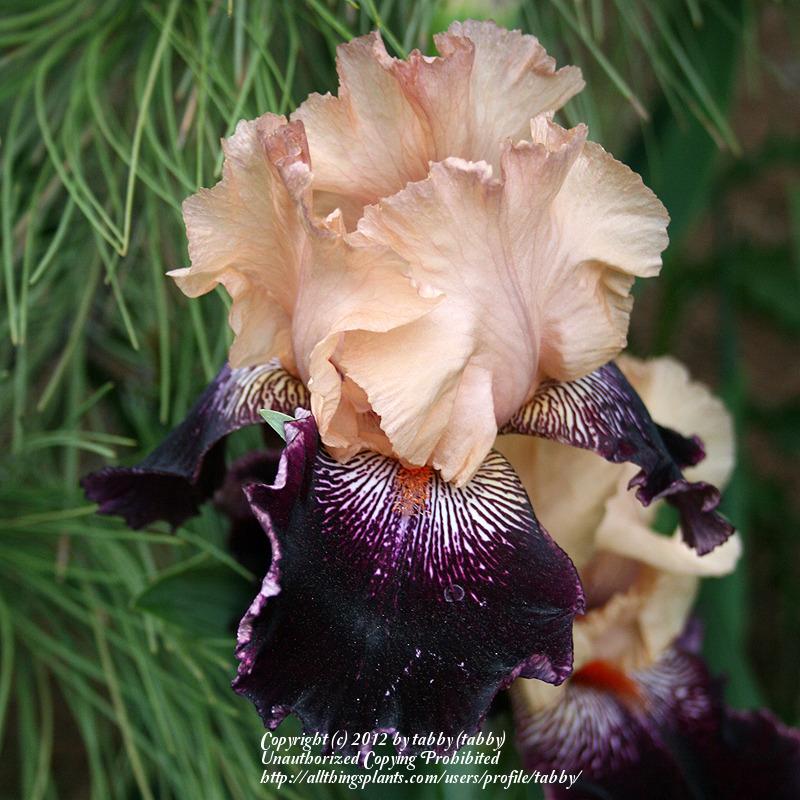 Photo of Tall Bearded Iris (Iris 'Wench') uploaded by tabby