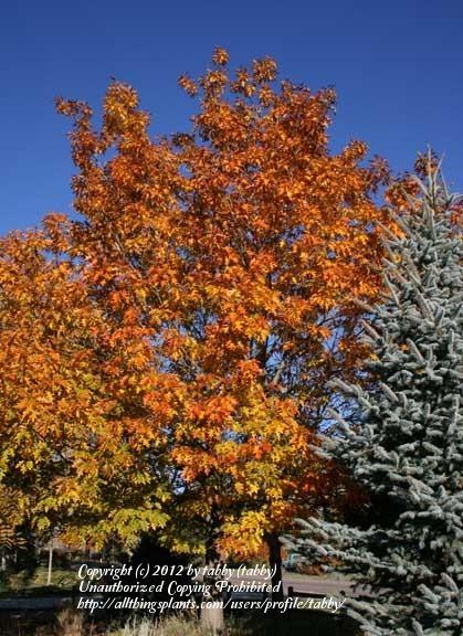 Photo of Northern Red Oak (Quercus rubra) uploaded by tabby
