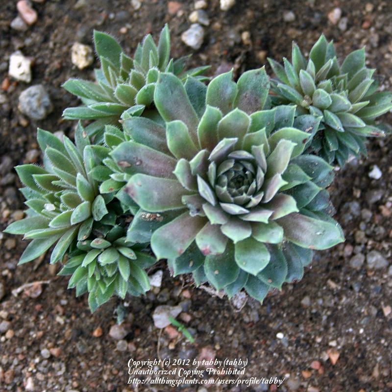 Photo of Hen and Chicks (Sempervivum marmoreum subsp. erythraeum) uploaded by tabby