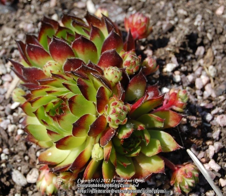 Photo of Hen and Chicks (Sempervivum 'Lime Frost') uploaded by valleylynn