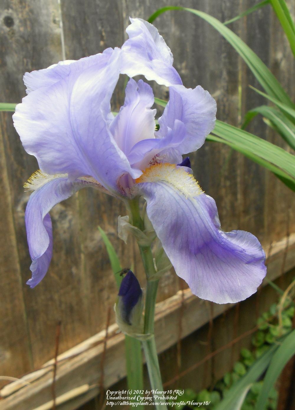 Photo of Species Iris (Iris pallida 'Argentea') uploaded by Henryr10