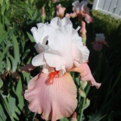 Location: Salt Lake City
Date: 2012-05-12
In a friends garden