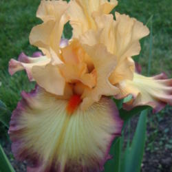 Location: Pleasant Grove, Utah
Date: 2012-05-12
In my garden