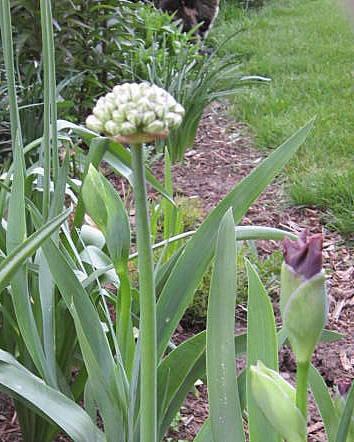 Photo of Black Garlic (Allium multibulbosum 'Silver Spring') uploaded by ge1836