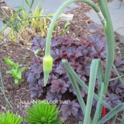 Location: Sun Zone 6a
Date: 2012-05-13
New plant this year for me. Amuseing tuft at the top of the bloom