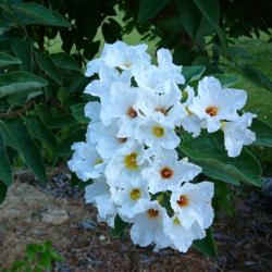 Location: My Garden - Lake Jackson, TX
Date: 2011-07-11
Flower Cluster