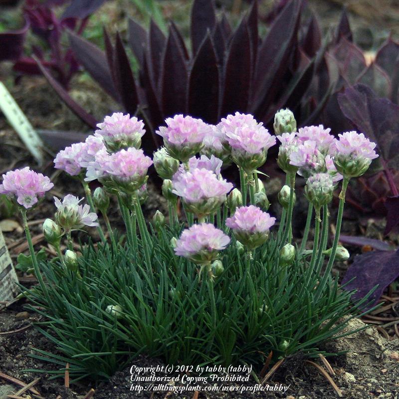 Photo of Pyrenees Thrift (Armeria humilis subsp. humilis) uploaded by tabby