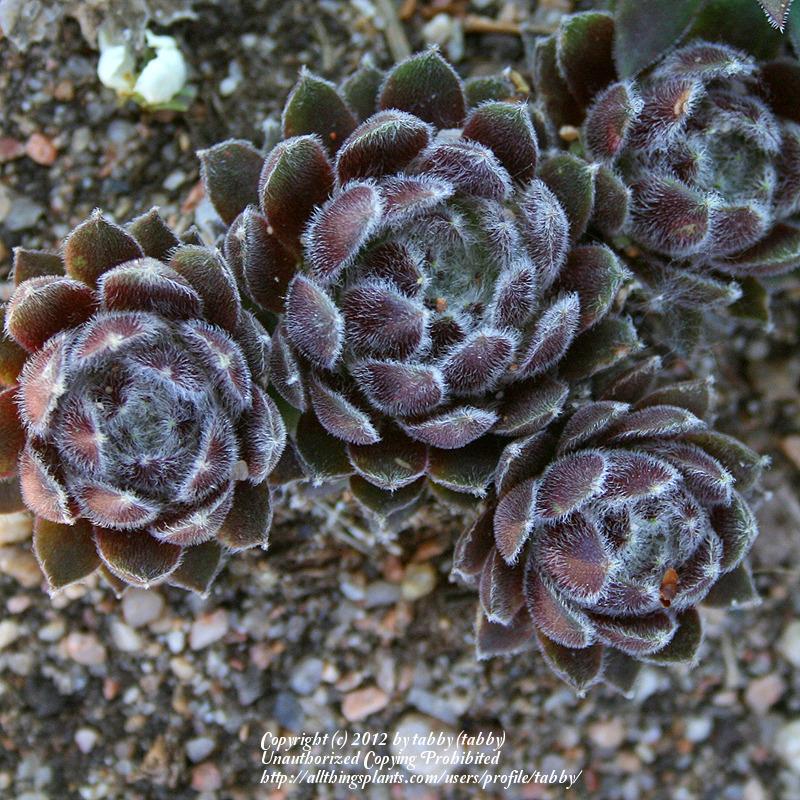 Photo of Hen and Chicks (Sempervivum 'Icicle') uploaded by tabby