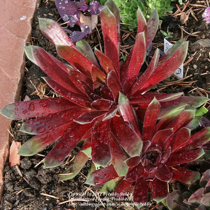 Photo of Hen and Chicks (Sempervivum 'Pacific Blazing Star') uploaded by tabby