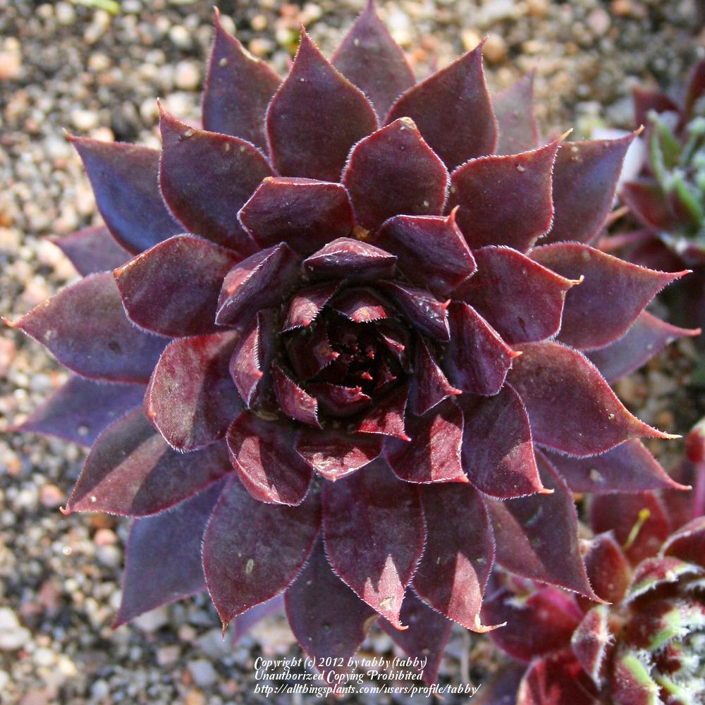 Photo of Hen and Chicks (Sempervivum 'Red Beauty') uploaded by tabby