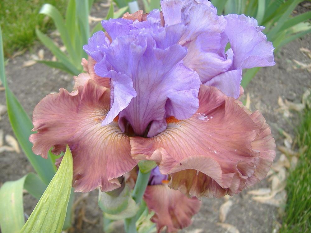 Photo of Tall Bearded Iris (Iris 'Adoree') uploaded by tveguy3