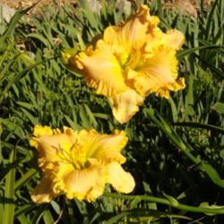Location: My garden in Bakersfield, CA
Date: May 11, 2012