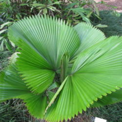 Location: Southeast Florida
Date: May 2012
A very elegant understory Palm