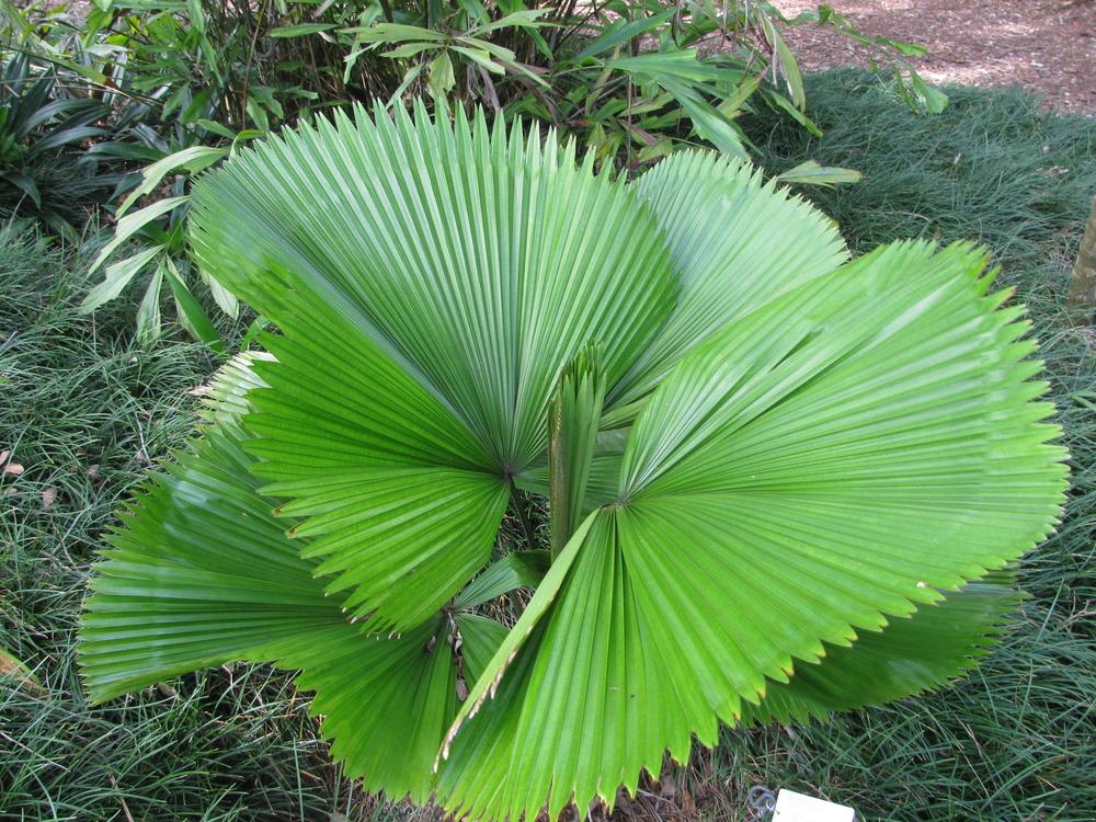 Photo of Ruffled Fan Palm (Licuala grandis) uploaded by Dutchlady1