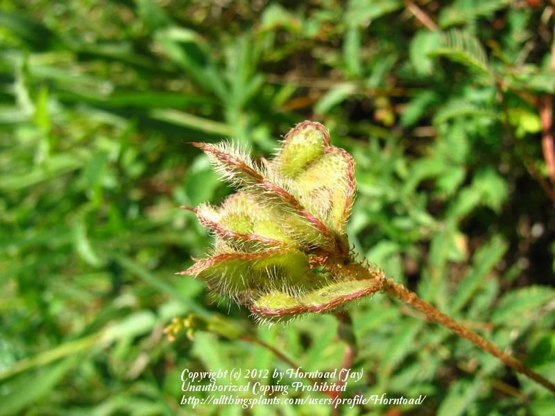 Photo of Powderpuff (Mimosa strigillosa) uploaded by Horntoad