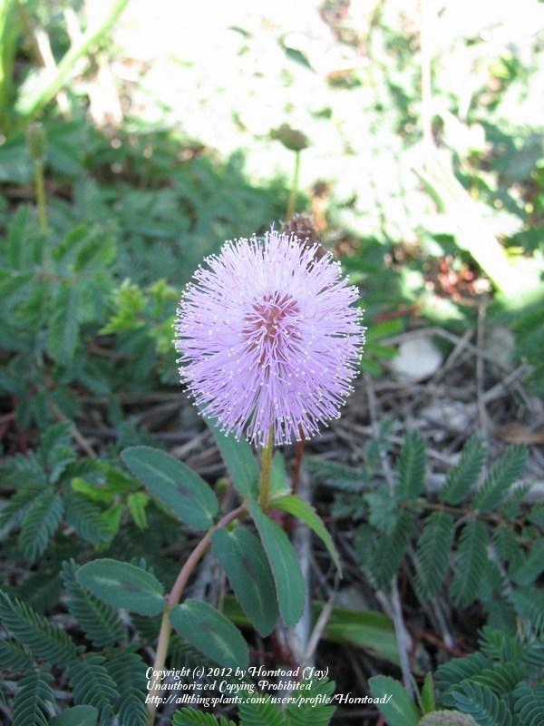Photo of Powderpuff (Mimosa strigillosa) uploaded by Horntoad