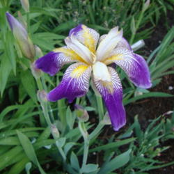 Location: Pleasant Grove, Utah
Date: 2012-05-12
In a friend's garden