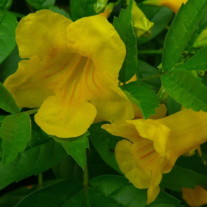 Photo of Yellow Bells (Tecoma stans Gold Star) uploaded by krancmm