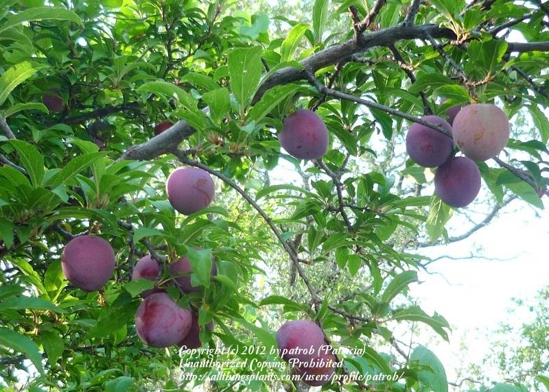 Photo of Japanese Plum (Prunus salicina 'Santa Rosa') uploaded by patrob