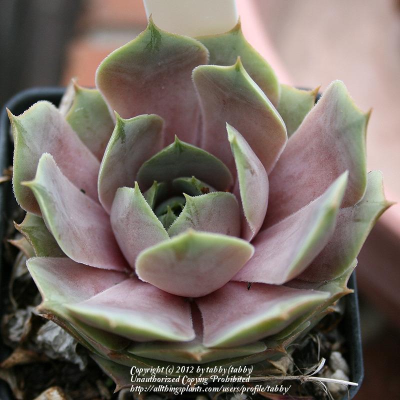Photo of Hen and Chicks (Sempervivum 'Silverine') uploaded by tabby