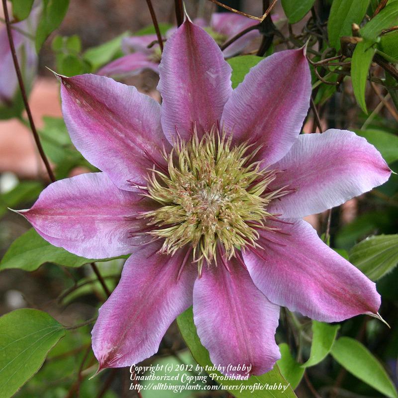 Photo of Clematis Empress™ uploaded by tabby