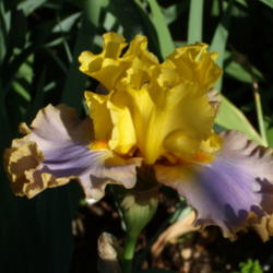 Location: My garden in Bakersfield, CA
Date: May 2, 2012