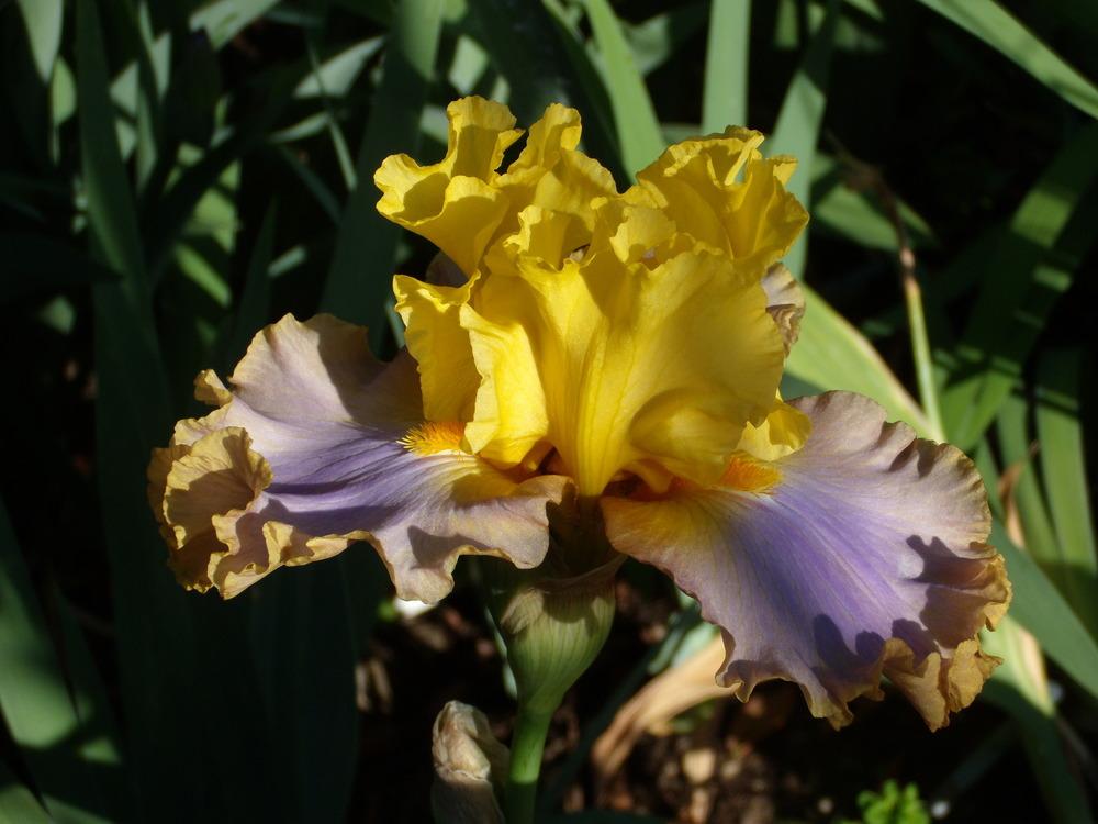 Photo of Tall Bearded Iris (Iris 'Catwalk Queen') uploaded by Betja