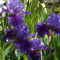 Location: My garden in Bakersfield, CA
Date: April 29, 2012